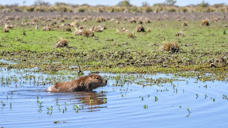 liberación de fauna silvestre santa fe