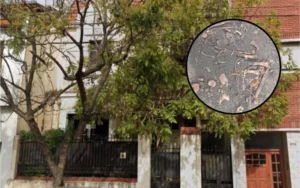 A quién pertenecen los restos hallados en la casa de Gustavo Cerati