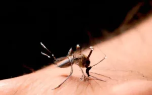 Se multiplican los casos de dengue en la provincia de Santa Fe