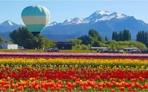 Se pueden realizar vuelos en globo sobre el mayor campo de tulipanes de la Patagonia