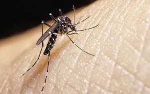 Dengue: Se reportaron nuevos casos autóctonos en la provincia