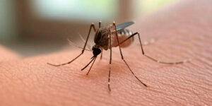 Según las autoridades, los casos de dengue bajaron un 75% en Rosario.