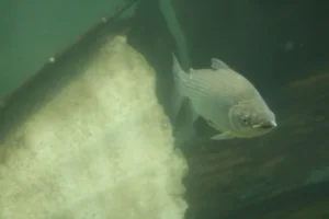 exportación sábalos Santa Fe