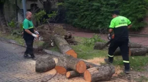 Tareas de cortes de árboles este fin de semana en Rosario.