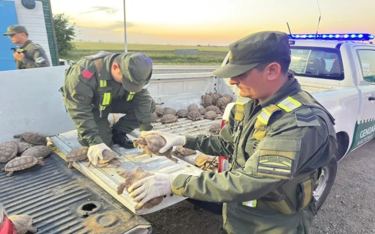 rescatan tortugas en Santa Fe