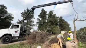 Trabajos de trasplante de árboles en La Florida, Rosario