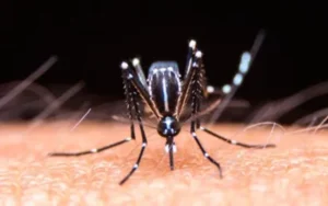 Tres casos autóctonos de dengue en Sunchales