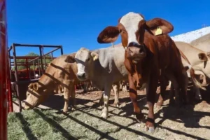 Córdoba: tres detenidos acusados de robar cabezas de ganado