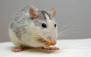 Recreo: un adolescente murió por Hantavirus