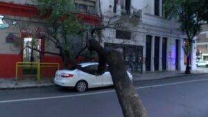 Un árbol de gran porte cayó sobre un auto detenido en un semáforo.