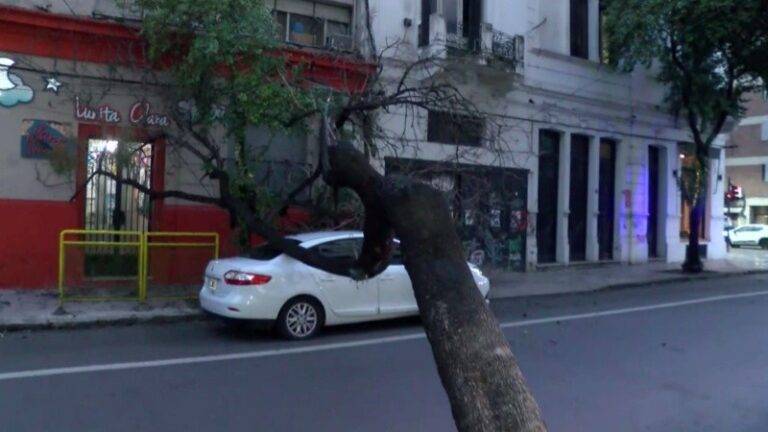 Un árbol de gran porte cayó sobre un auto detenido en un semáforo.