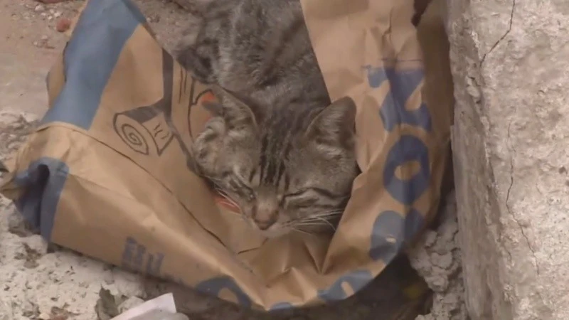 Un gato salvó a su dueño del incendio que destruyó su casa.