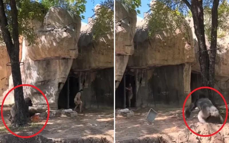 Un gorila persiguió a sus cuidadoras en un zoo
