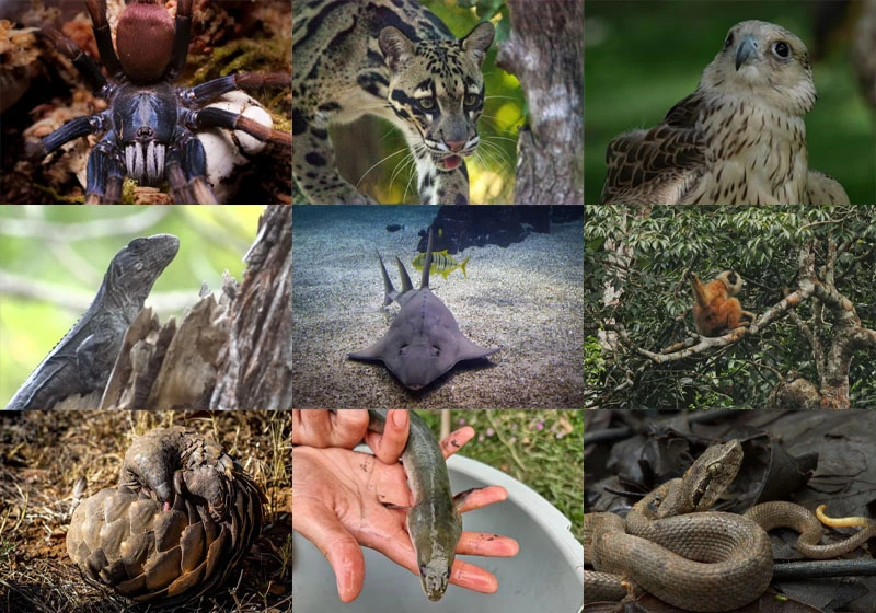 Un informe revela las 10 especies en peligro de extinción para el 2026.