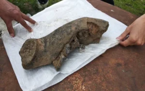 Un pescador encontró huesos prehistóricos en un arroyo de la región
