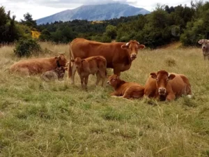 impuesto a vacas por gases