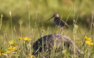 Una aplicación fomenta el conocimiento de la avifauna local