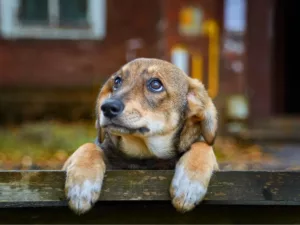 Una ciudad italiana reduce impuestos a quienes adopten animales abandonados