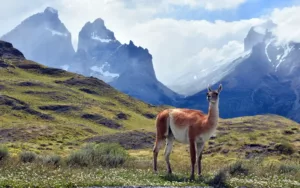Patagonia: una criatura dificulta la supervivencia de ovejas