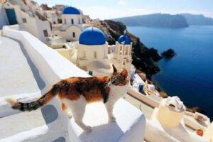 Una isla de Grecia busca voluntarios para un santuario de gatos