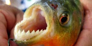 Una médica fue atacada por una palometa en el Paraná.