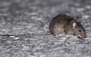 Una mujer de cuarenta años murió en Ibarlucea por hantavirus