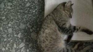 Vecina acusada de golpear a una gata y dejarla sin comida.