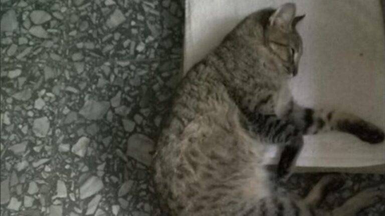 Vecina acusada de golpear a una gata y dejarla sin comida.