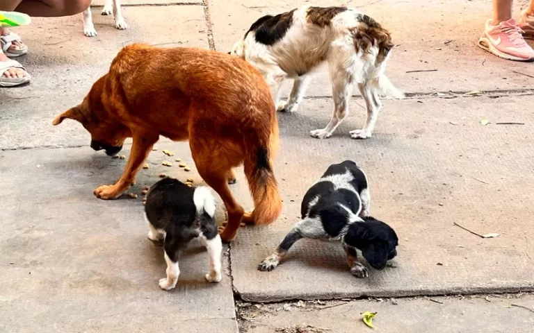 Maltrato animal: la Municipalidad rescató 5 perros