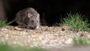 Cómo prevenir el contagio de hantavirus, que ya causó la muerte de cinco personas en Salta