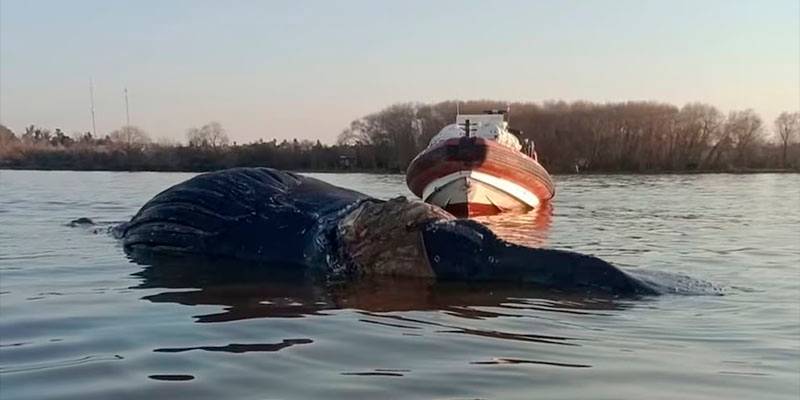 Zárate: hallan una ballena muerta en el río Paraná.