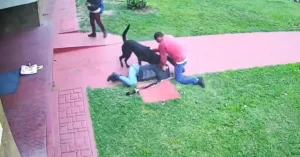 Ataque de perro en zona sur: una vecina quedó al borde de la muerte