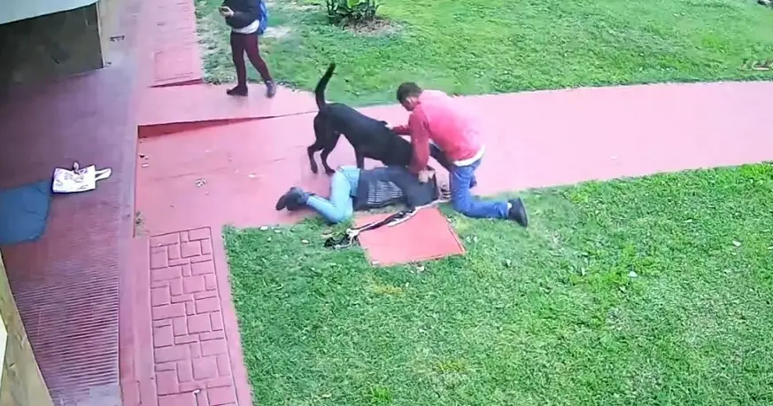 Ataque de perro en zona sur: una vecina quedó al borde de la muerte