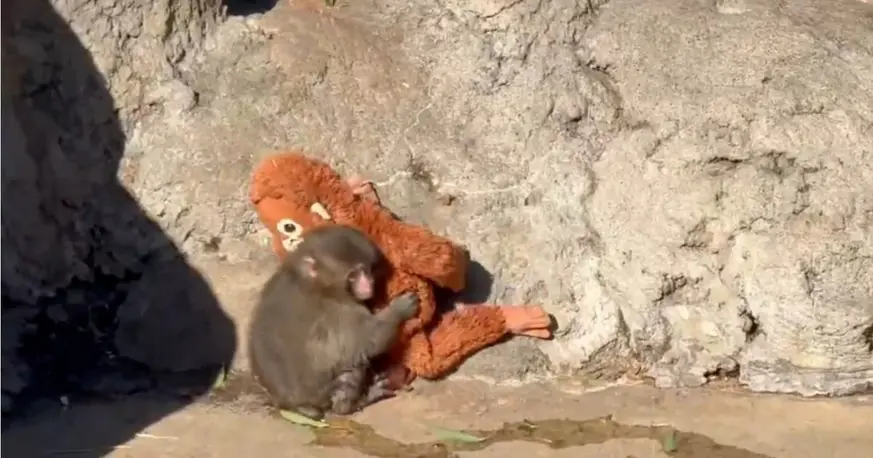 Buscan trasladar al monito Punch a un santuario seguro