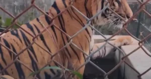 Conmoción en Tailandia: mueren 72 tigres en un zoológico