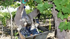 Crisis del vino y la yerba en las provincias argentinas