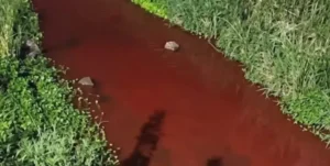 Denuncia por posible contaminación del Canal Candelaria en Casilda