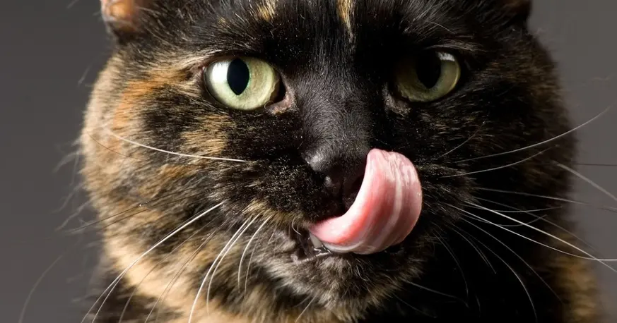 Día Internacional del Gato: mitos, cuidados y vínculo humano