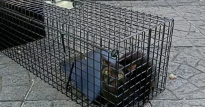El municipio rescató 33 gatos en grave estado en zona noroeste