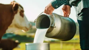 El SENASA prohibió una hormona para aumentar la leche en vacas