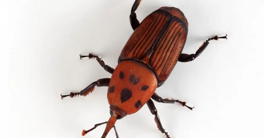 Emergencia por plaga que amenaza a las palmeras en Argentina