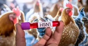 Gripe aviar: cuáles son los síntomas y cómo prevenir el contagio