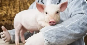 Gripe porcina: qué es, síntomas y prevención en humanos