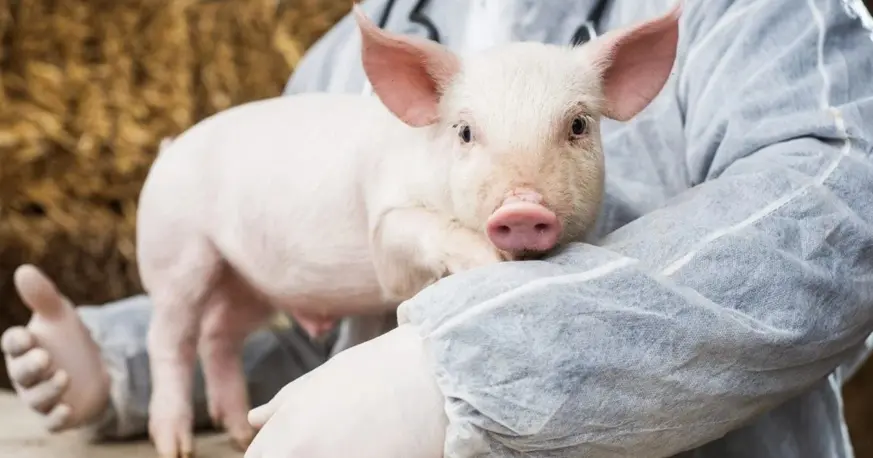 Gripe porcina: qué es, síntomas y prevención en humanos