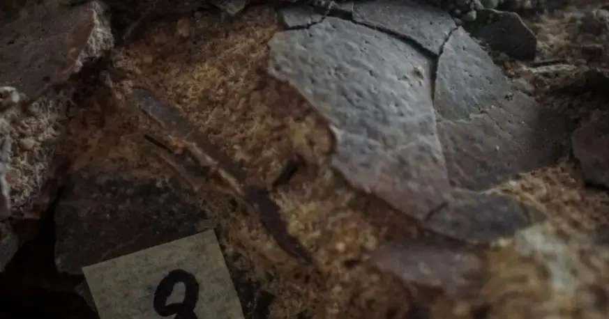 Hallan un nido con 10 huevos de dinosaurio intactos