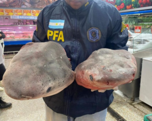 Secuestraron trozos de tiburón en peligro de extinción