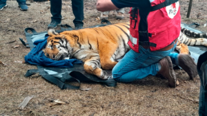 Tigres rescatados en Balcarce