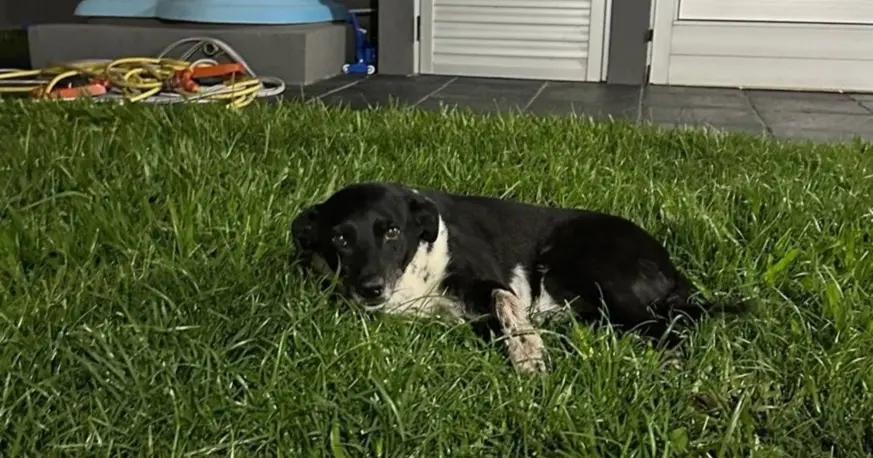 Indignación en Ricardone: mataron a la perrita comunitaria Negrita