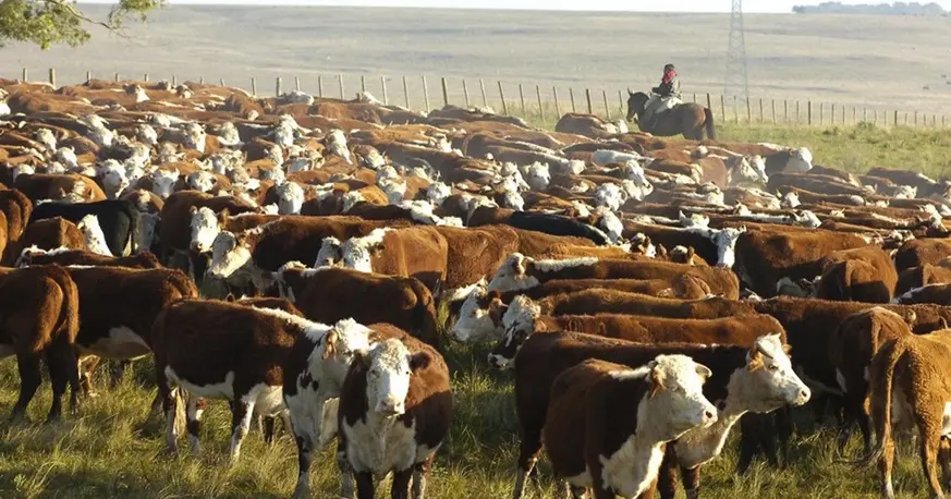 La Bolsa de Rosario impulsa fondos para invertir en ganadería
