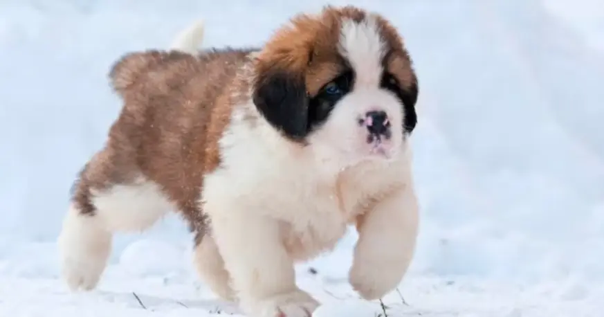 La reacción viral de un cachorro San Bernardo ante la nieve